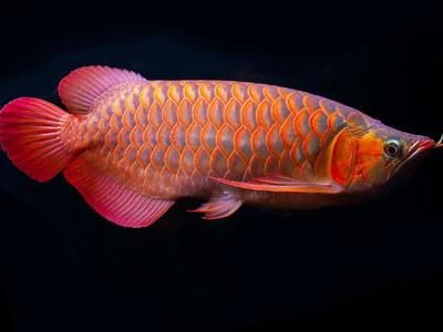 新加坡半號紅龍魚：新加坡半號紅龍魚怎么樣？