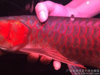 一條龍魚三條飛鳳五條虎魚：龍魚與飛鳳魚的混養(yǎng)寓意“龍飛鳳舞”和“龍爭虎斗”