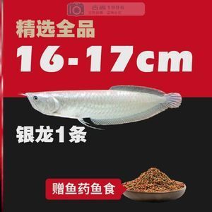 有沒有金龍魚地瓜粉的：關于金龍魚地瓜粉 龍魚百科 第1張