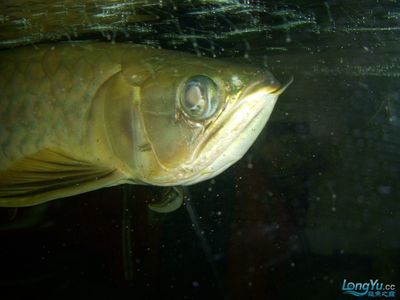 銀板咬龍魚：銀板魚和龍魚的區(qū)別