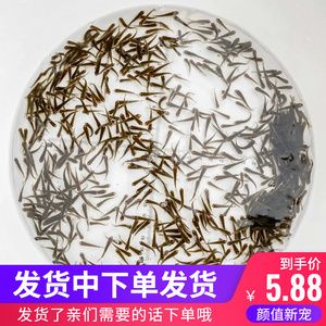 龍魚只吃飼料不吃小魚怎么回事：龍魚拒食怎么辦？