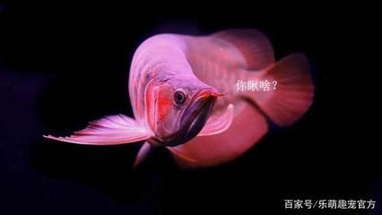 水龍魚煮湯：水龍魚煮湯怎么做？