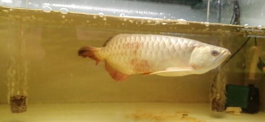 印尼小紅龍魚(yú)苗多少錢一只?。河∧嵝〖t龍魚(yú)苗價(jià)格