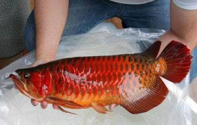 印尼小紅龍魚(yú)苗多少錢一只?。河∧嵝〖t龍魚(yú)苗價(jià)格