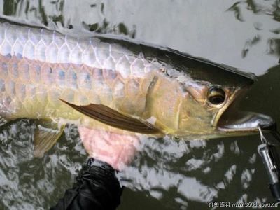 馬來西亞過背金龍魚：過背金龍魚的特征和看點