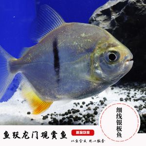 哪種銀板魚不咬龍魚：p銀板魚和龍魚混養(yǎng)的注意事項 龍魚百科 第3張