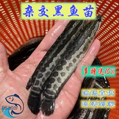 眼斑魚批發(fā)：阿里巴巴1688網(wǎng)站上的眼斑魚批發(fā)