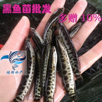 眼斑魚批發(fā)：阿里巴巴1688網(wǎng)站上的眼斑魚批發(fā)