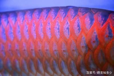 長不大的龍魚