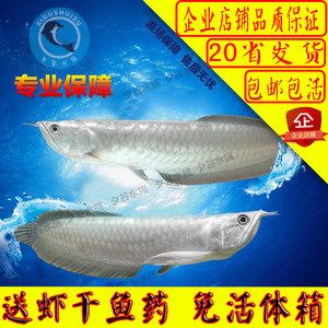 印尼知名龍魚漁場(chǎng)有哪些：印尼知名紅龍魚漁場(chǎng) 龍魚百科 第4張