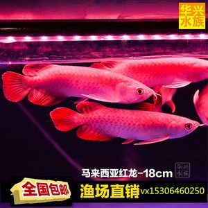 印尼知名龍魚(yú)漁場(chǎng)有哪些：印尼知名紅龍魚(yú)漁場(chǎng)