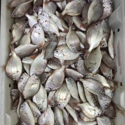 海水魚（海水魚批發(fā)）批發(fā)：海水魚批發(fā)和貨源基地信息可以從多個(gè)角度進(jìn)行闡述