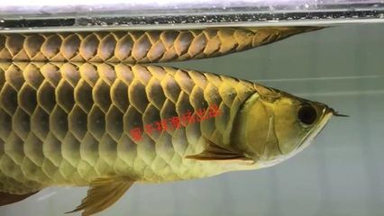 重金屬過背金龍魚：過背金龍魚的原生水環(huán)境和特點(diǎn)過背金龍魚的區(qū)別 龍魚百科 第1張