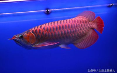 新加坡紅龍魚(yú)和馬來(lái)西亞紅龍魚(yú)的區(qū)別：新加坡紅龍魚(yú)與馬來(lái)西亞紅龍魚(yú)的區(qū)別 龍魚(yú)百科 第2張