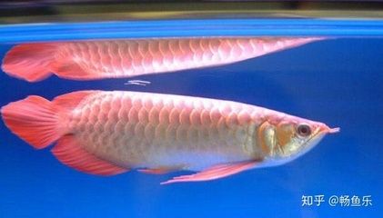 新加坡紅龍魚(yú)會(huì)發(fā)色嗎知乎視頻 龍魚(yú)百科 第2張