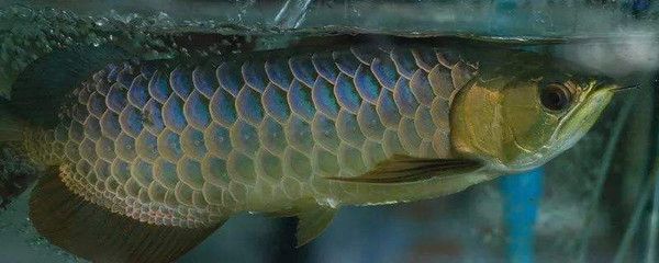 什么叫龍魚(yú)縮尾巴：龍魚(yú)縮尾巴并不是指龍魚(yú)在生理或生物意義上的縮尾行為 龍魚(yú)百科 第1張