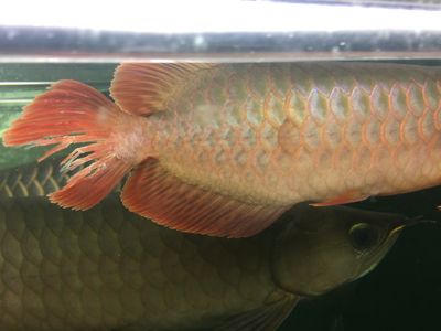 什么叫龍魚(yú)縮尾巴：龍魚(yú)縮尾巴并不是指龍魚(yú)在生理或生物意義上的縮尾行為 龍魚(yú)百科 第2張