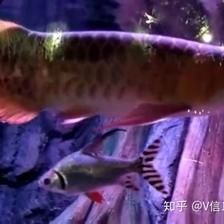 馬來西亞金龍魚養(yǎng)殖場怎么樣：金龍魚在中國市場的成功秘訣 龍魚百科 第1張