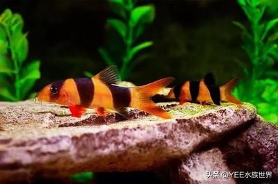 三間鼠可以和龍魚混養(yǎng)嗎：三間鼠和龍魚混養(yǎng)的注意事項(xiàng)