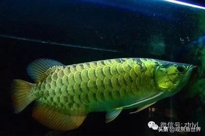 最大的龍魚是那種：世界上最大的龍魚是什么？ 龍魚百科 第2張