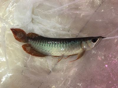 在印尼買龍魚便宜嗎現(xiàn)在能買嗎：在印尼購買龍魚需要注意哪些問題？