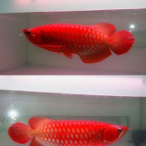 血紅龍和金龍魚哪個(gè)貴：金龍魚價(jià)格是多少 龍魚百科 第2張