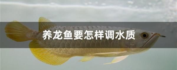 飼養(yǎng)紅龍魚用什么燈管：飼養(yǎng)紅龍魚時(shí)燈光的選擇對(duì)紅龍魚的顏色和健康有著重要的影響