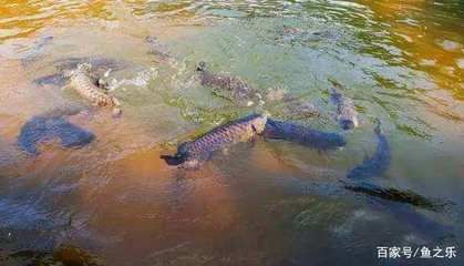 龍魚一直在水面游：龍魚一直在水面游是怎么回事？