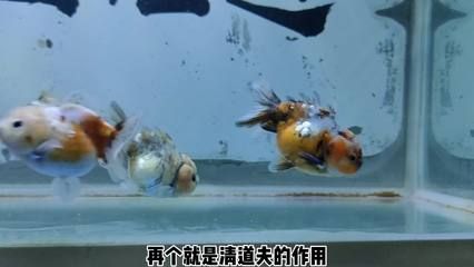 蝴蝶鯉魚苗批發(fā)：蝴蝶鯉魚苗批發(fā)與貨源基地的選擇 龍魚百科 第2張