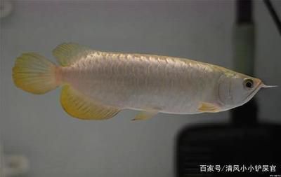 治療龍魚(yú)老三樣是什么藥名：龍魚(yú)疾病的預(yù)防與治療 龍魚(yú)百科 第2張