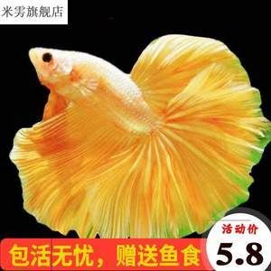 泰國斗魚批發(fā)：泰國斗魚批發(fā)及貨源基地