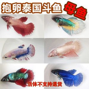 泰國斗魚批發(fā)：泰國斗魚批發(fā)及貨源基地