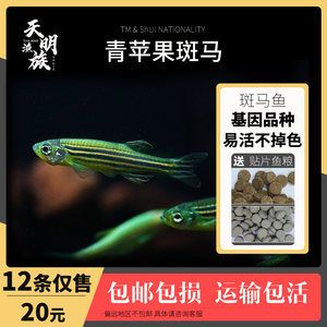 泰龐海鰱魚批發(fā)：泰龐海鰱魚批發(fā)和貨源基地 龍魚百科 第3張