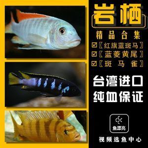 泰龐海鰱魚批發(fā)：泰龐海鰱魚批發(fā)和貨源基地 龍魚百科 第2張