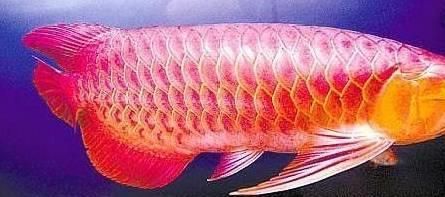 怎么挑紅龍魚(yú)的好壞：如何挑選紅龍魚(yú) 龍魚(yú)百科 第2張