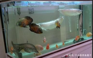 養(yǎng)一條紅龍魚(yú)要多大的缸才好：紅龍魚(yú)養(yǎng)殖紅龍魚(yú)的注意事項(xiàng)在布置魚(yú)缸的注意事項(xiàng)