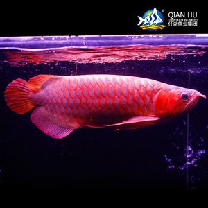 品牌紅龍bb祥龍魚場(chǎng)：祥龍魚場(chǎng)的紅龍品牌