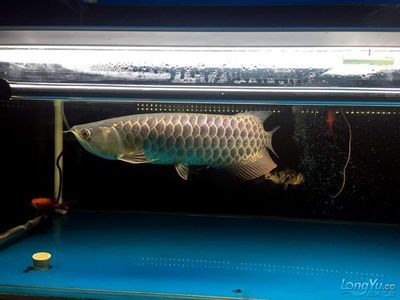 李亞四龍魚批發(fā)：李亞四龍魚批發(fā)和貨源基地 龍魚百科 第2張