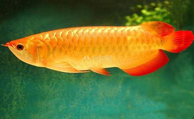 養(yǎng)曼龍魚水溫是多少度：曼龍魚的水溫要求是多少？ 龍魚百科 第2張