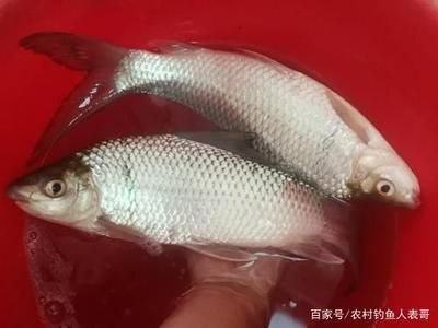 粗線銀版魚苗批發(fā)：粗線銀版魚苗批發(fā)以及相關(guān)貨源基地