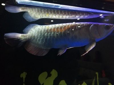 養(yǎng)龍魚放沉木好處：養(yǎng)龍魚是否適合放沉木 龍魚百科 第3張