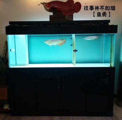 養(yǎng)龍魚用什么缸最好看：養(yǎng)龍魚用什么缸好看