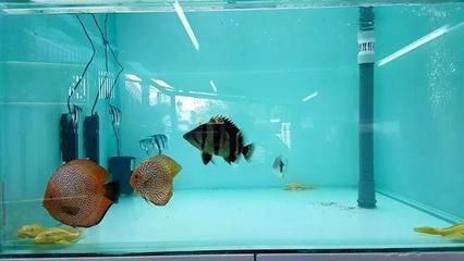 養(yǎng)龍魚用什么缸最好看：養(yǎng)龍魚用什么缸好看