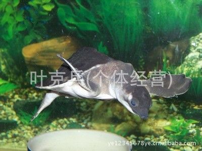 鴨嘴鯊魚批發(fā)：尋找鴨嘴鯊魚批發(fā)信息和貨源基地 龍魚百科 第4張