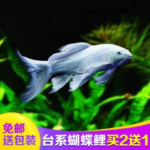 龍魚(yú)怎么樣發(fā)色好看：如何幫助龍魚(yú)發(fā)色