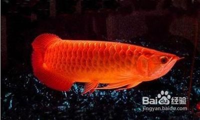 西龍魚(yú)缸和閩江魚(yú)缸哪個(gè)好：西龍魚(yú)缸和德克魚(yú)缸哪個(gè)好