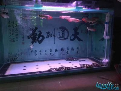 中國(guó)最大的龍魚批發(fā)市場(chǎng)在哪里：中國(guó)最大的龍魚批發(fā)市場(chǎng)