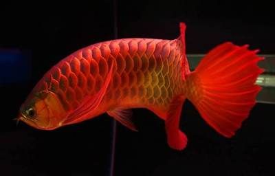 印尼紅龍魚(yú)產(chǎn)地是哪里的魚(yú)：印尼紅龍魚(yú)的產(chǎn)地和特征 龍魚(yú)百科 第2張