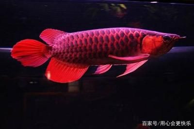 中國(guó)最貴的龍魚是哪一條：中國(guó)最貴的龍魚和紅龍魚的價(jià)格是最貴的觀賞魚的品種 龍魚百科 第1張