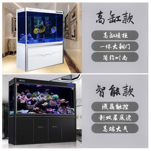 黑金魟魚批發(fā)：黑金魟魚怎么樣？